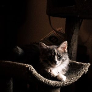 Meet your Posher, Chatreya